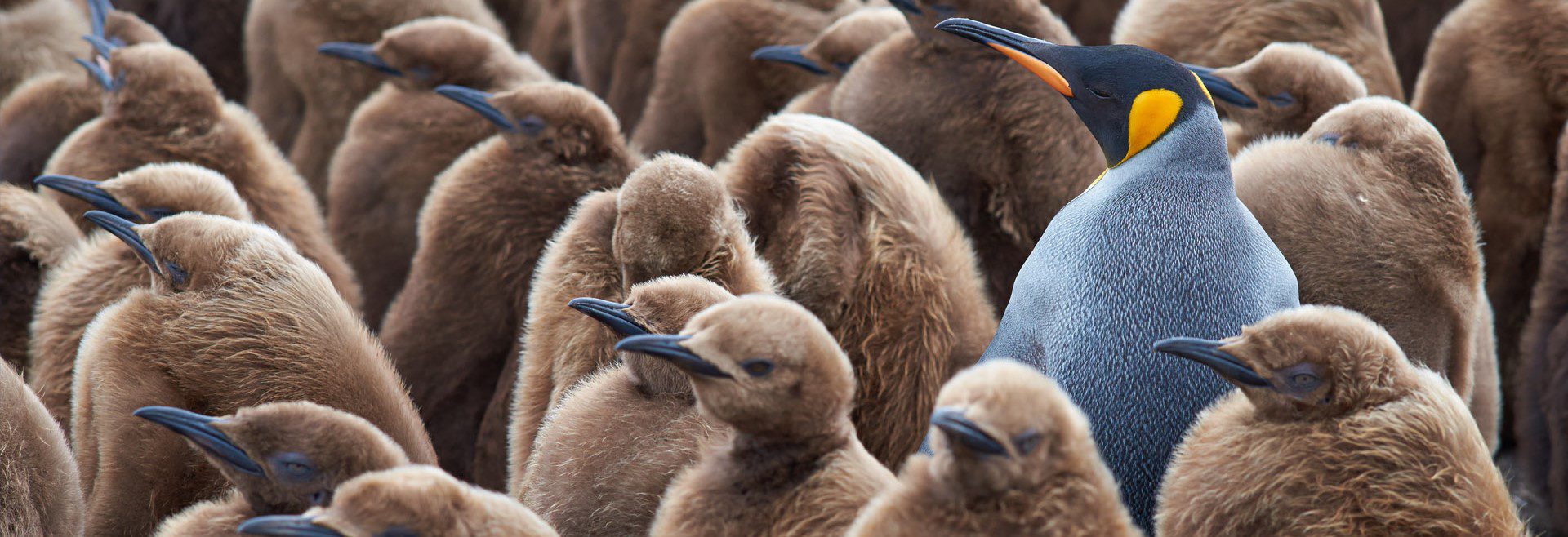 Penguins-different_small